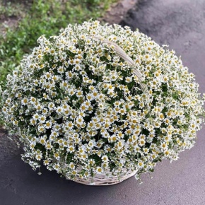 Композиция в корзине из 151 ромашки в Сергиевом Посаде