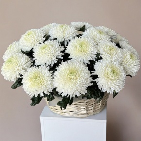 Композиция в корзине из 25 хризантем Магнум в Сергиевом Посаде