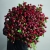 Монобукет из 75 кустовых роз Марун (70 см) в Сергиевом Посаде