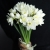Букет из 25 нарциссов в Сергиевом Посаде